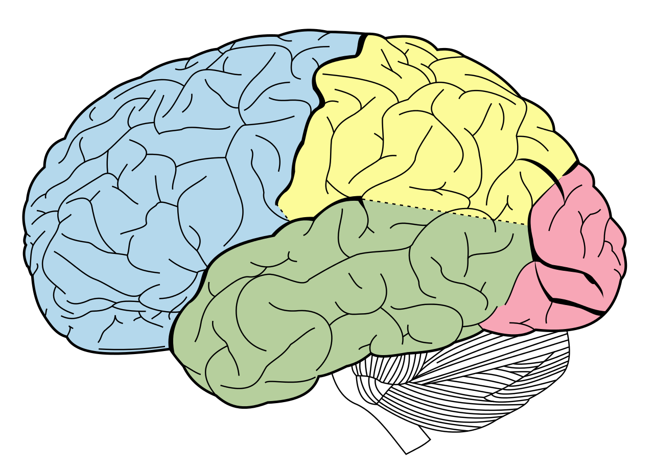 El cervell dels pacients amb TDAH és més petit i madura menys i més tard