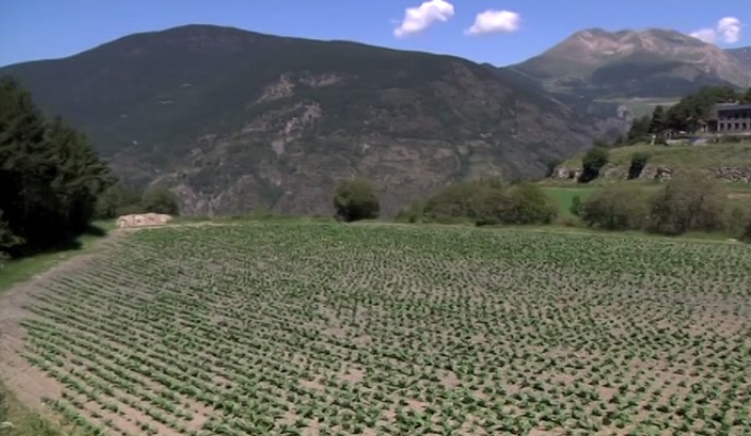 Estat Natural - Les plantes més amenaçades d'Andorra