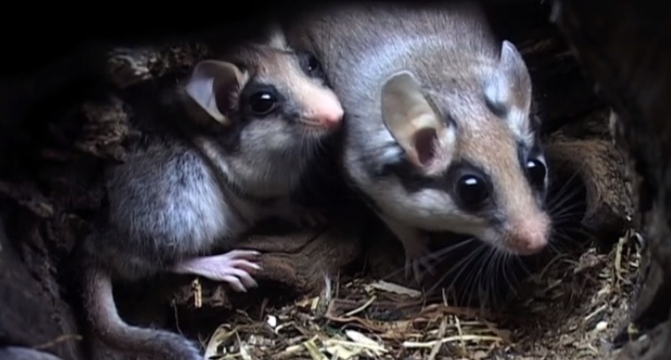 Estat Natural - Descobrim i estudiem els petits mamífers d’Andorra
