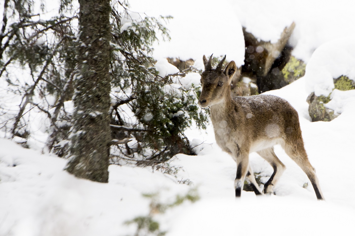 Naturlàndia reobre amb 22 animals més