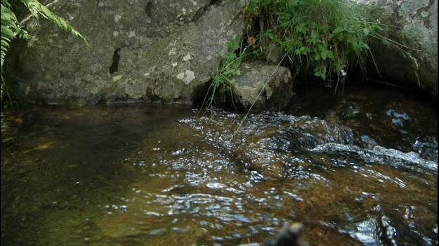 Les molleres de la vall del Madriu, d'importància internacional