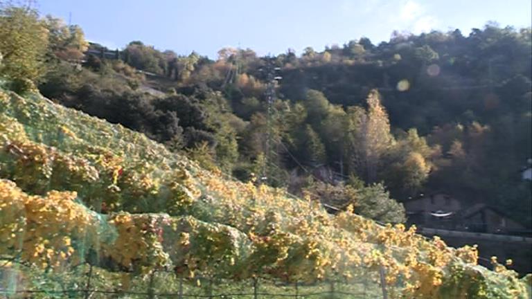 Primer "or" internacional per a un vi andorrà a l'International Wine Challenge