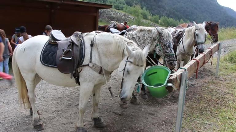 Descobrir les Valls del Comapedrosa a cavall