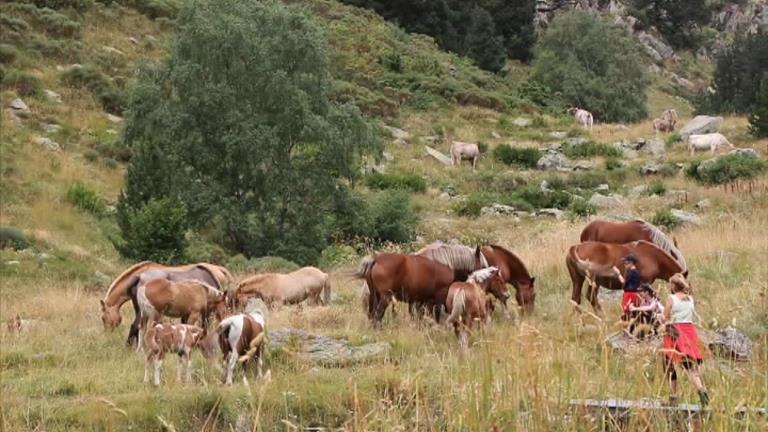 Després d'anys de crisi, el sector de la ramaderia comença a recuperar-se