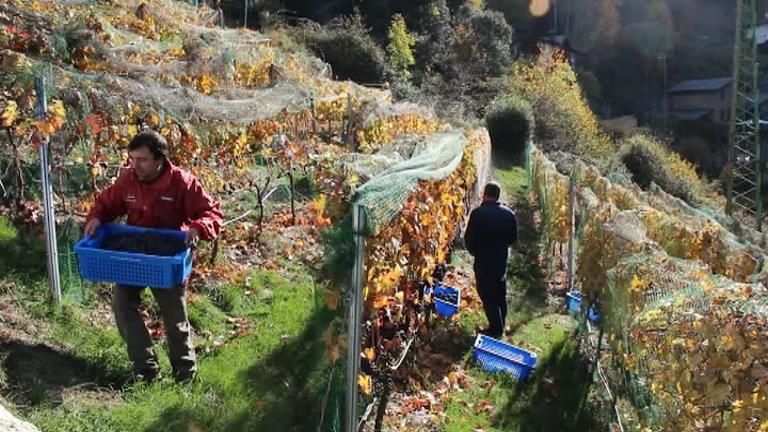 Finalitza la verema als cellers del país