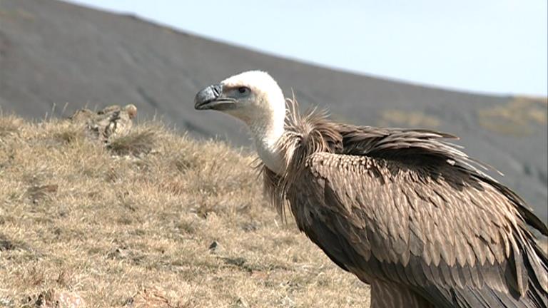 El Centre de Recuperació de Fauna tracta 200 animals a l'any