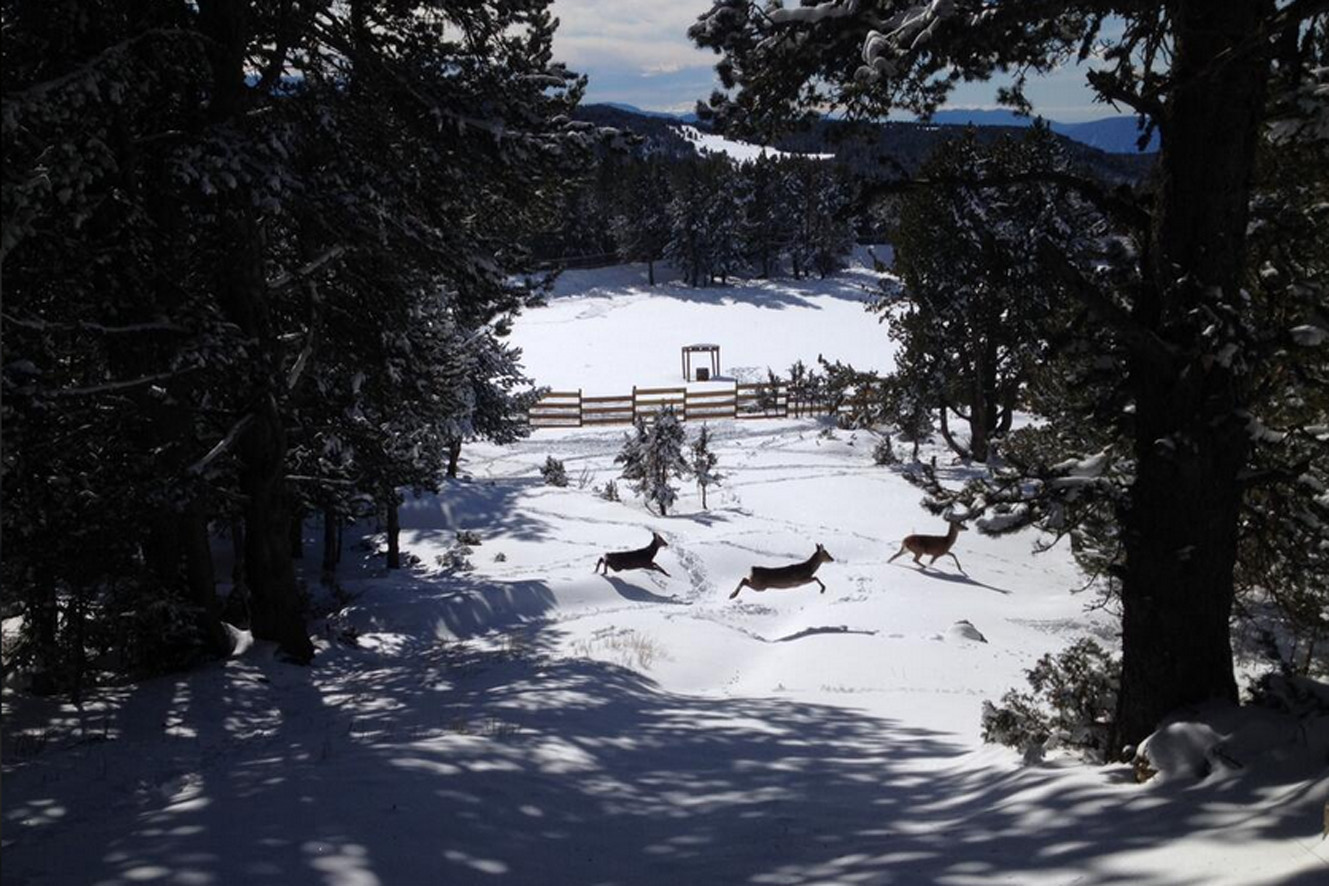 El parc d'animals de Naturlàndia disposa des de fa pocs dies de n