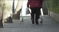 150 euros de sanció a Ordino per no recollir els excrements de gossos de la via pública