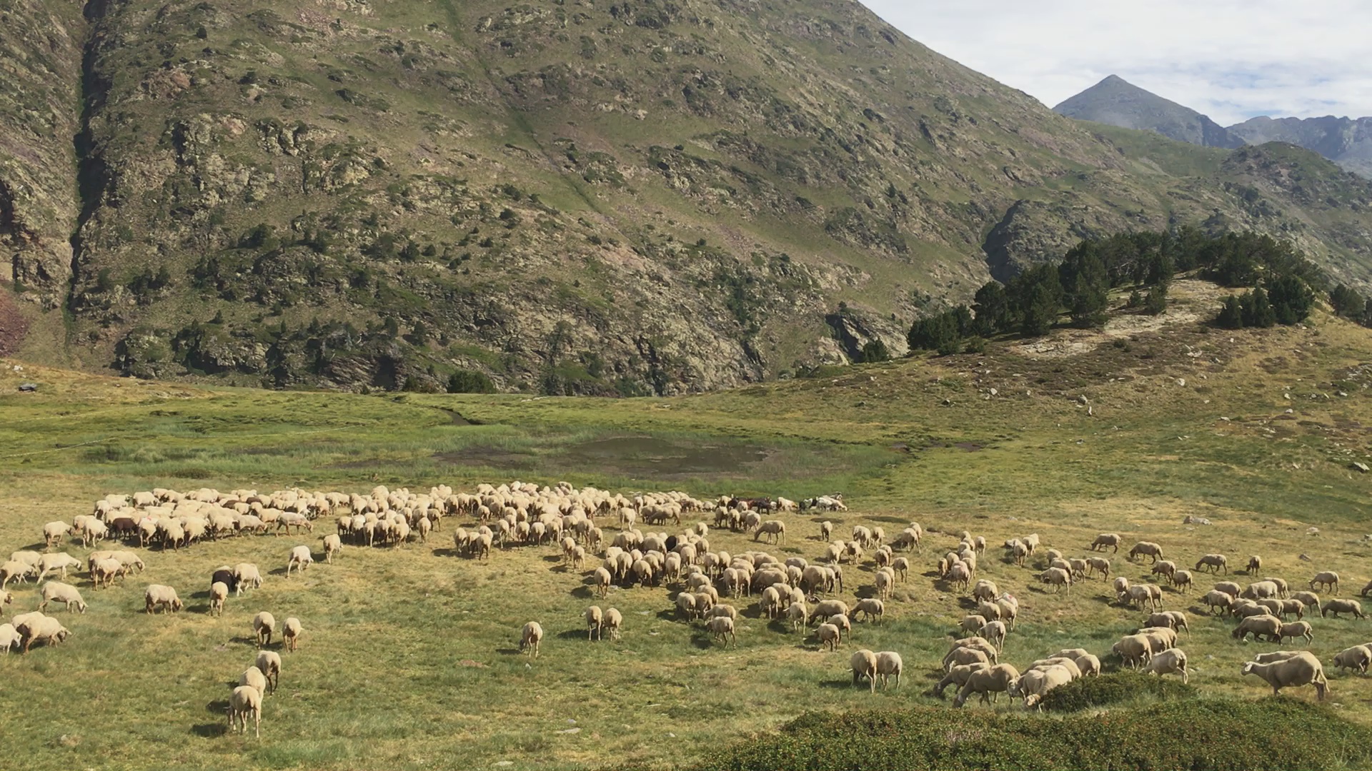 700 ovelles pasturen a la zona del refugi del Comapedrosa