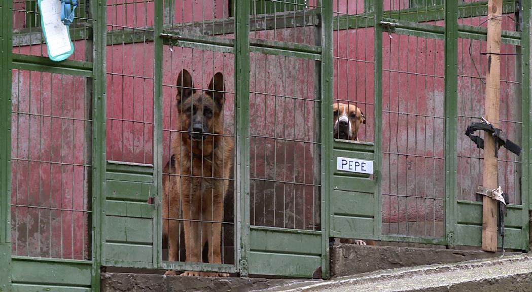 S'abandona un gos cada dos dies i la gossera fa una crida a l'adopció