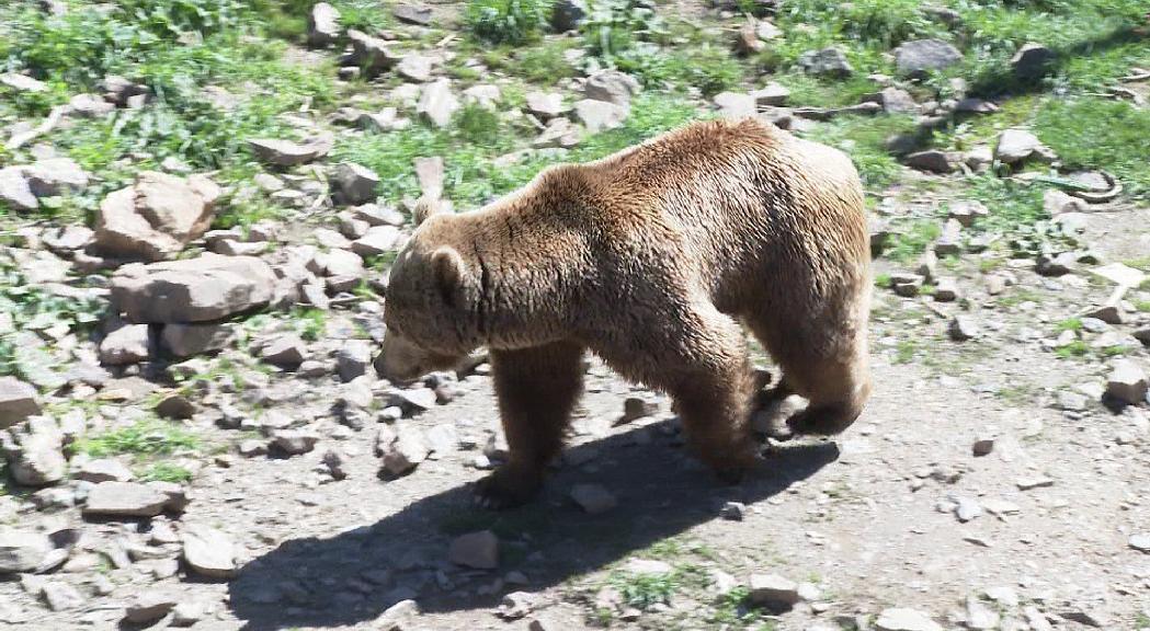 Absolt el cuidador d'animals que va abatre l'os de Naturlàndia