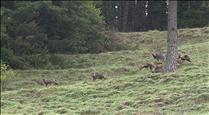 Adjudicat el projecte del nou centre de fauna de Canillo