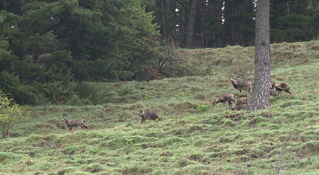 Adjudicat el projecte del nou centre de fauna de Canillo