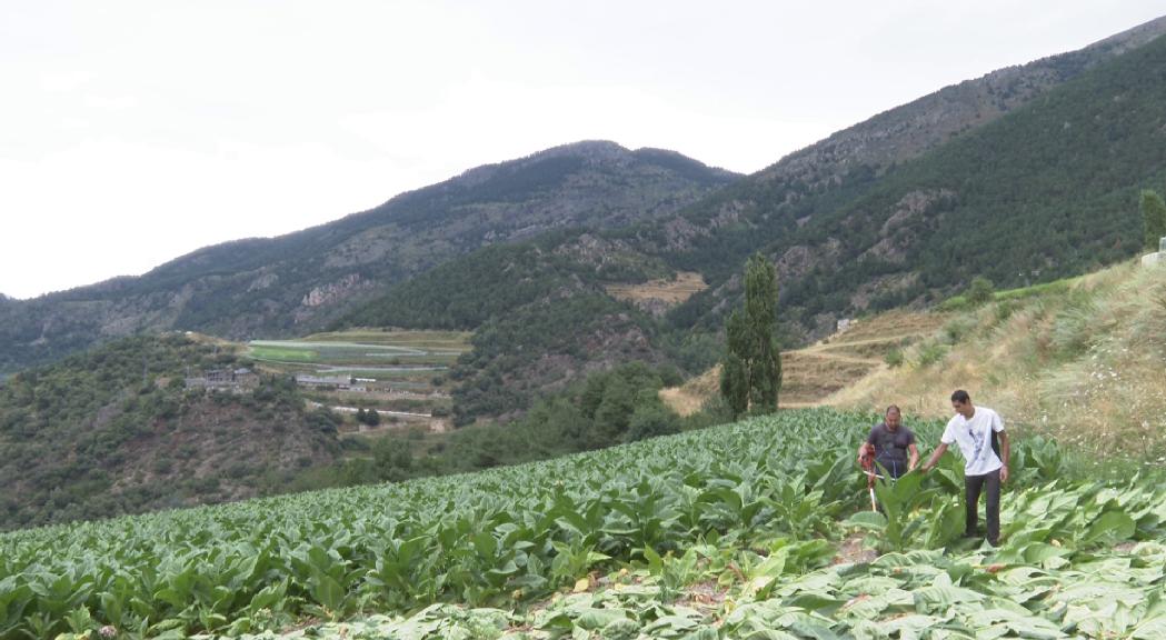 Els agricultors esperen erradicar el fong del tabac aviat per tenir una bona collita el 2021