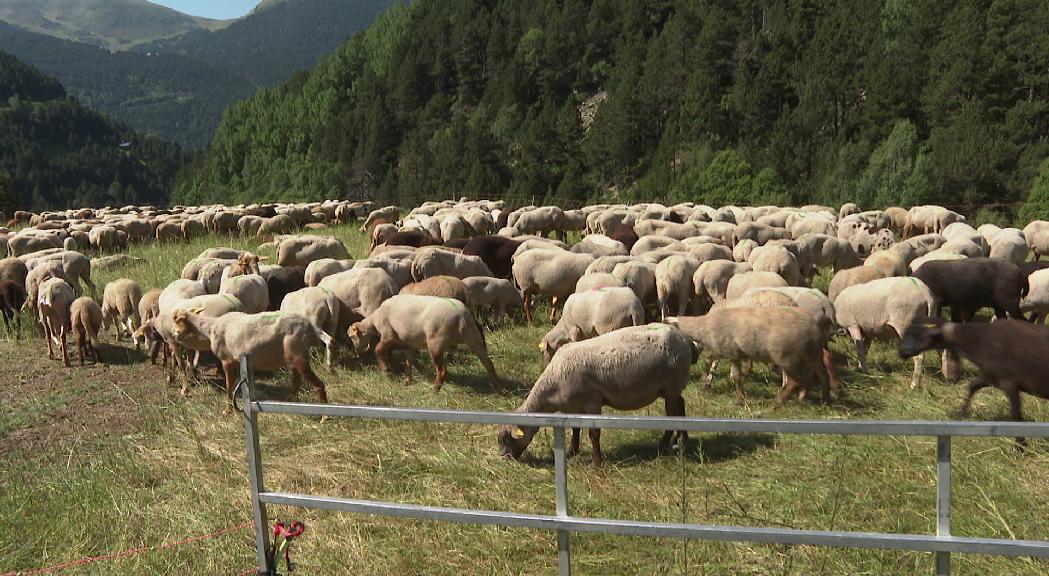  Ajuts de 163.000 euros per a quatre explotacions agràries que fan la transhumància d'ovelles