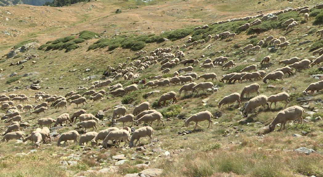 Alarma a la cabana d'Andorra per la proximitat de la llengua blava