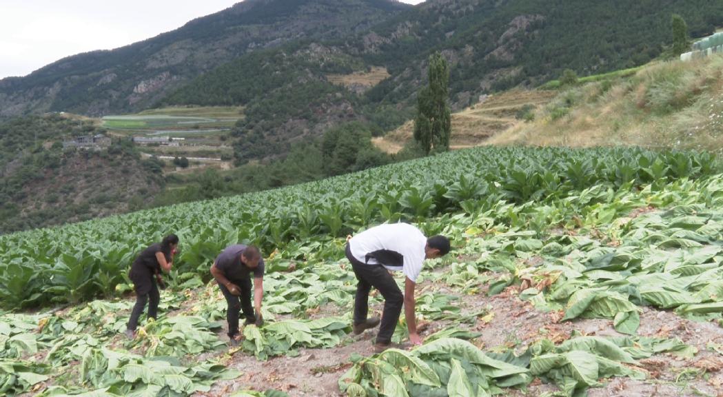 Alguns colliters podrien mantenir el tabac per fer col·lagen o aïllant 