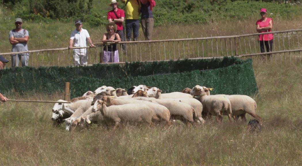 Ampliar les activitats per fer més atractiu el concurs de gossos d'atura