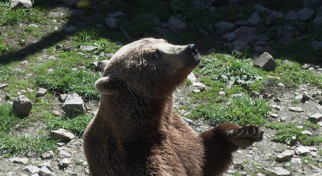 Apapma demana el trasllat dels ossos de Naturlandia a una reserva natural