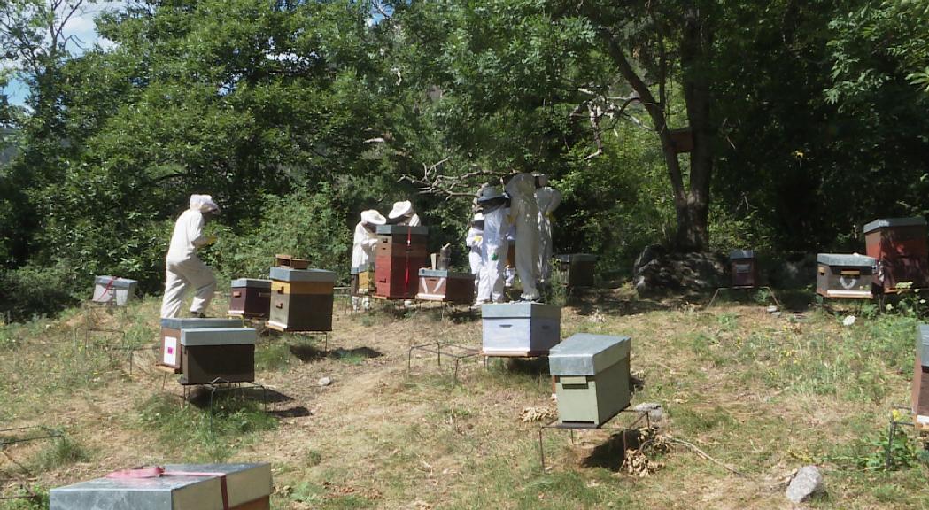 Aprendre a recol·lectar mel i a preservar la natura, una de les noves activitats d'estiu que proposa Andorra la Vella