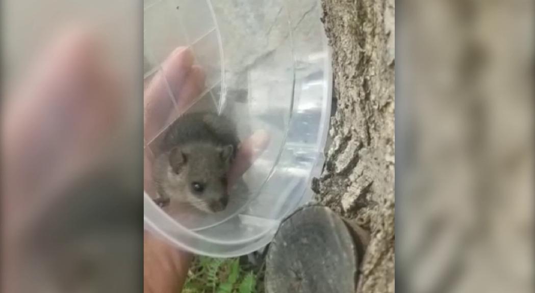 Els Banders alliberen un liró gris que han recuperat en zona urbana