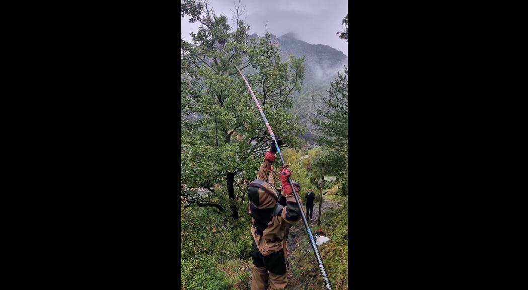 Els banders eliminen 17 nius de vespa asiàtica, una espècie invasora amenaçant els ecosistemes 