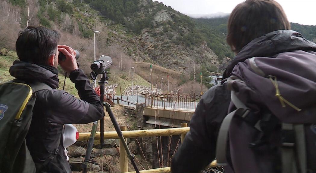  Els banders no podran dur arma curta, una qüestió que la futura llei del cos posava sobre la taula