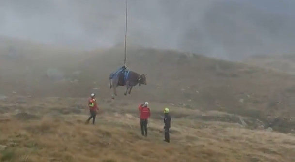 Els bombers rescaten en helicòpter una vaca prenyada ferida a la muntanya