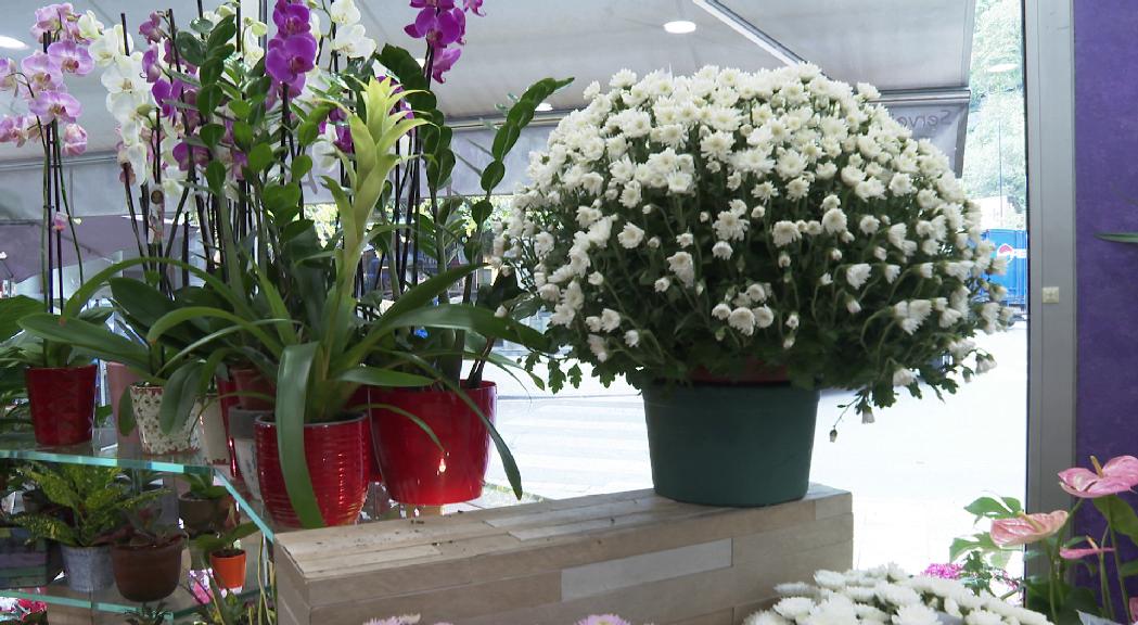 Bones vendes de flors per Tots Sants, tot i que l'augment del preu es nota en els crisantems 