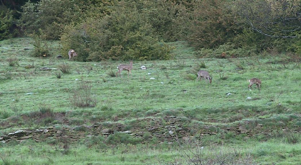 La caça del mufló i del cabirol començarà el 10 de setembre, coincidint amb la Setmana de caça de l’isard