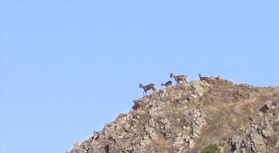 La caça a la zona de Soldeu i voltants queda prohibida des