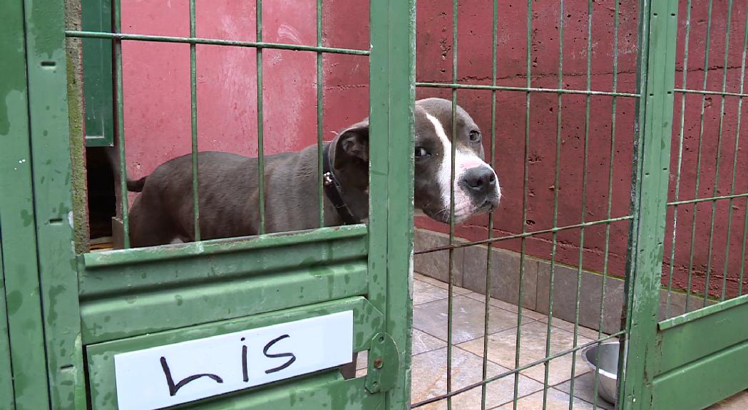 Cada cop s'abandonen més gossos perquè els contractes de lloguers no els permeten