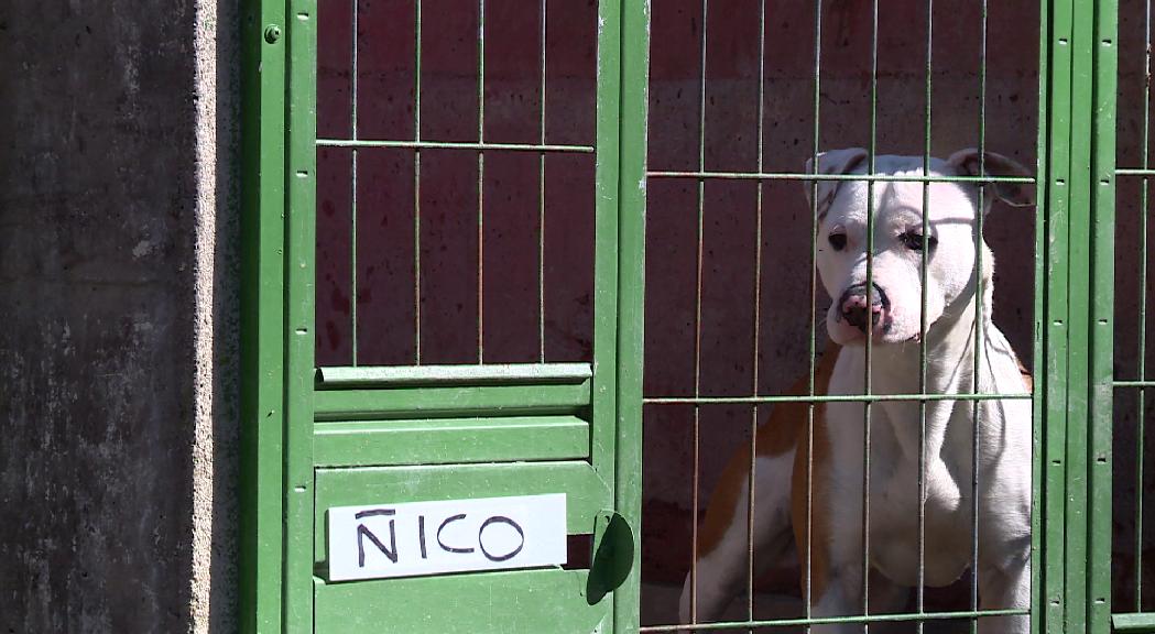 Els calendaris solidaris de la secció canina de la policia recapten 3.000 euros