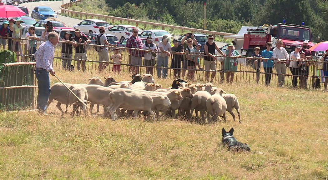 Canillo acull la 32a edició del concurs de gossos d'atura