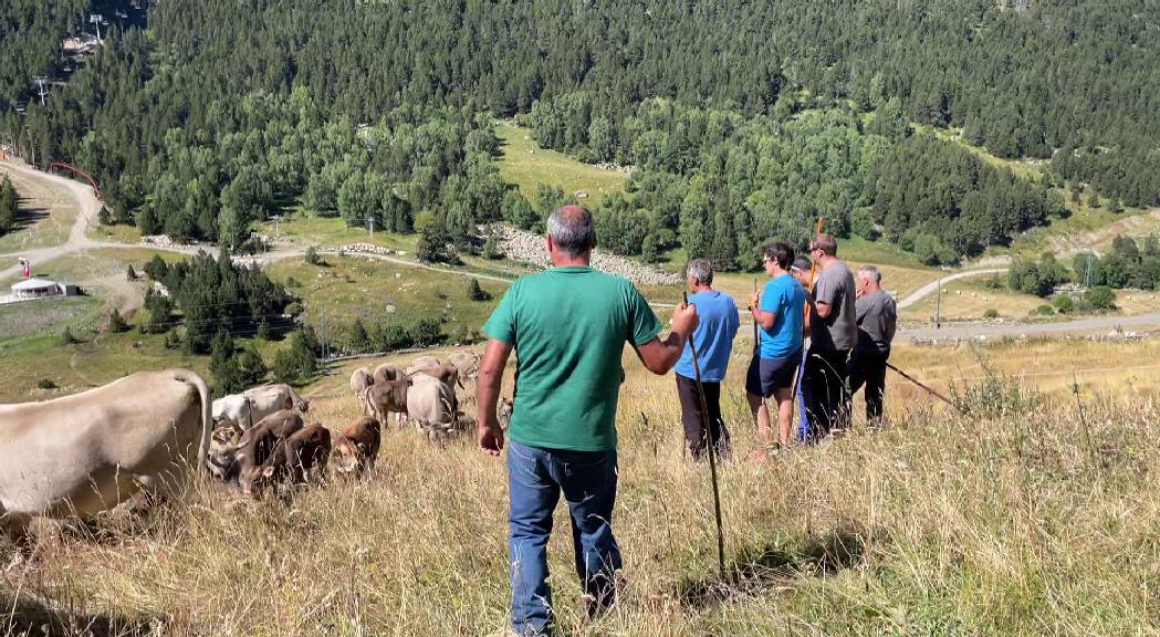 Canillo celebra el pas de la vacada amb 200 caps de bestiar que han anat cap al Maià i la Portella