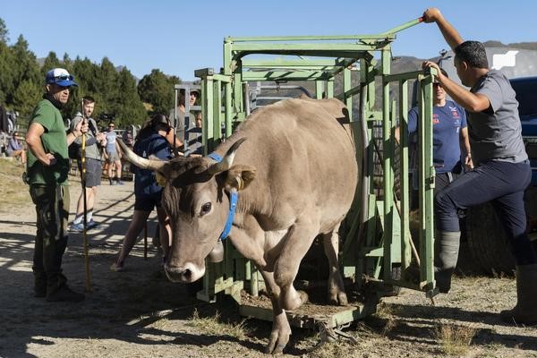 El sanejament del bestiar de la cabana bovina de Canillo ha tingu