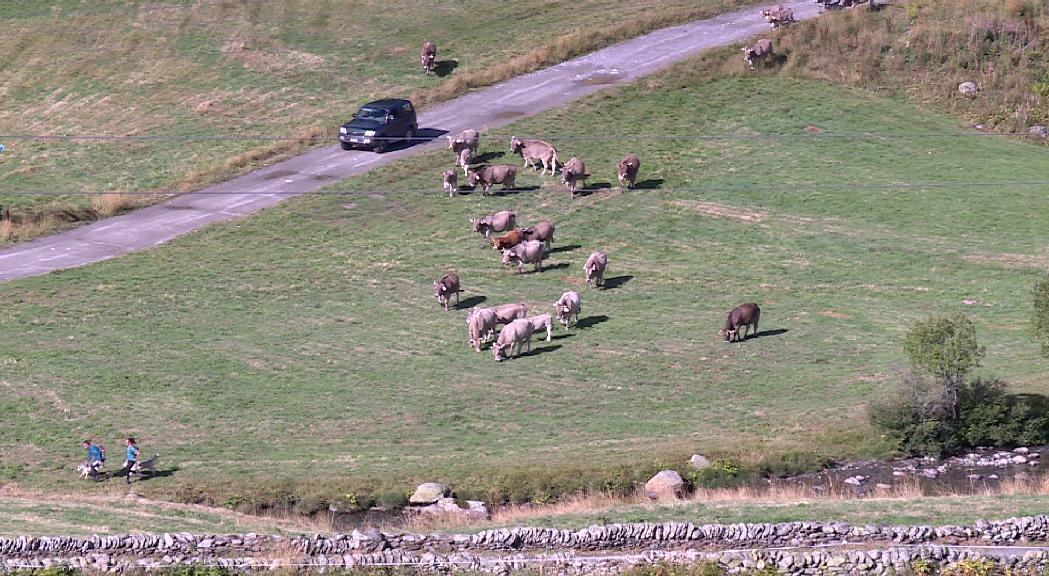 Canillo tindrà aquest setembre l'estudi sobre el relleu generacional de les explotacions ramaderes