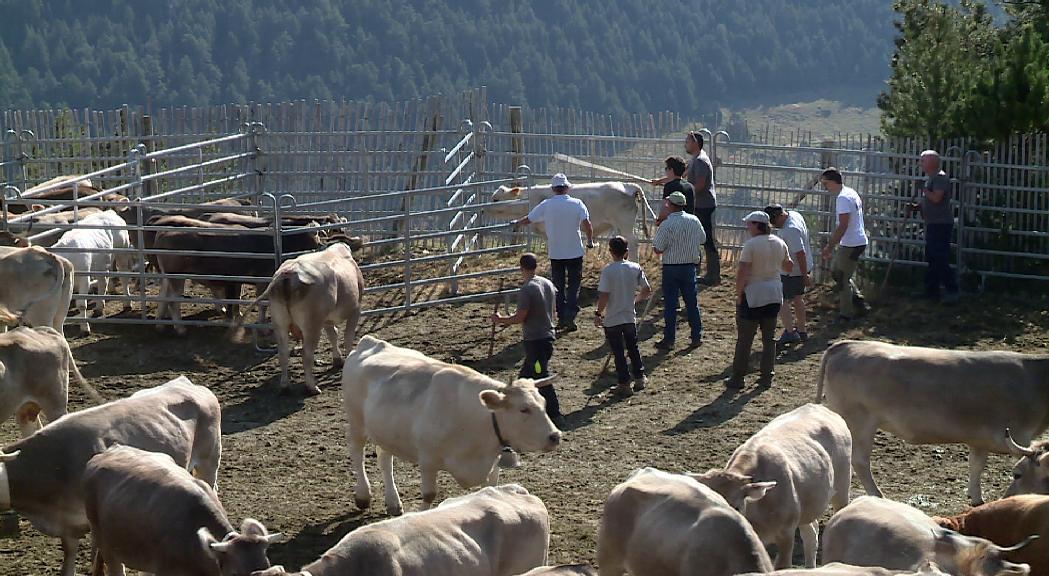 Canillo treballa per garantir el relleu generacional dels ramaders de la parròquia