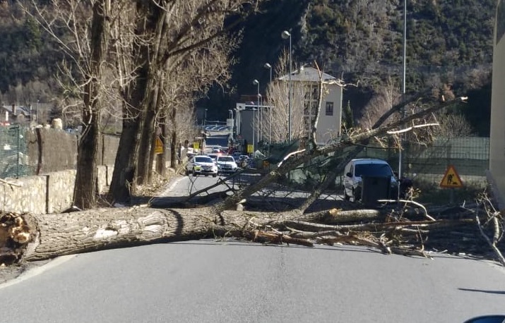 Cau un arbre enmig de la carretera d'Aixovall