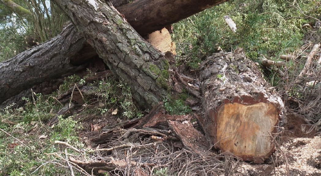 Cau a la meitat la producció nacional de fusta