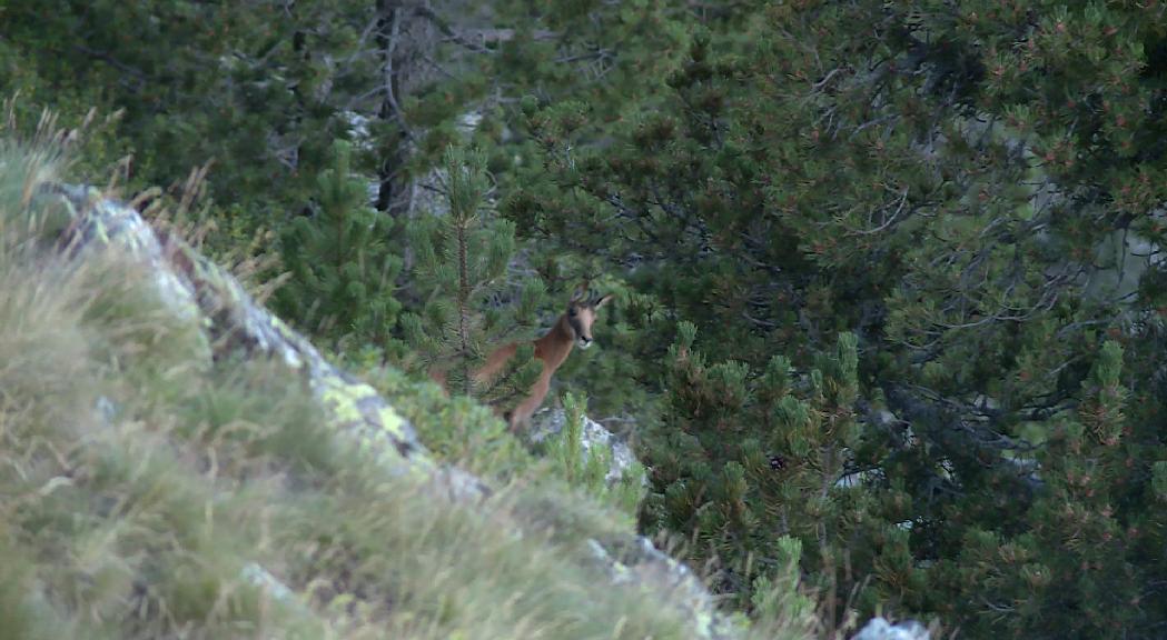 Comença la Setmana de l'Isard amb més caçadors que mai 