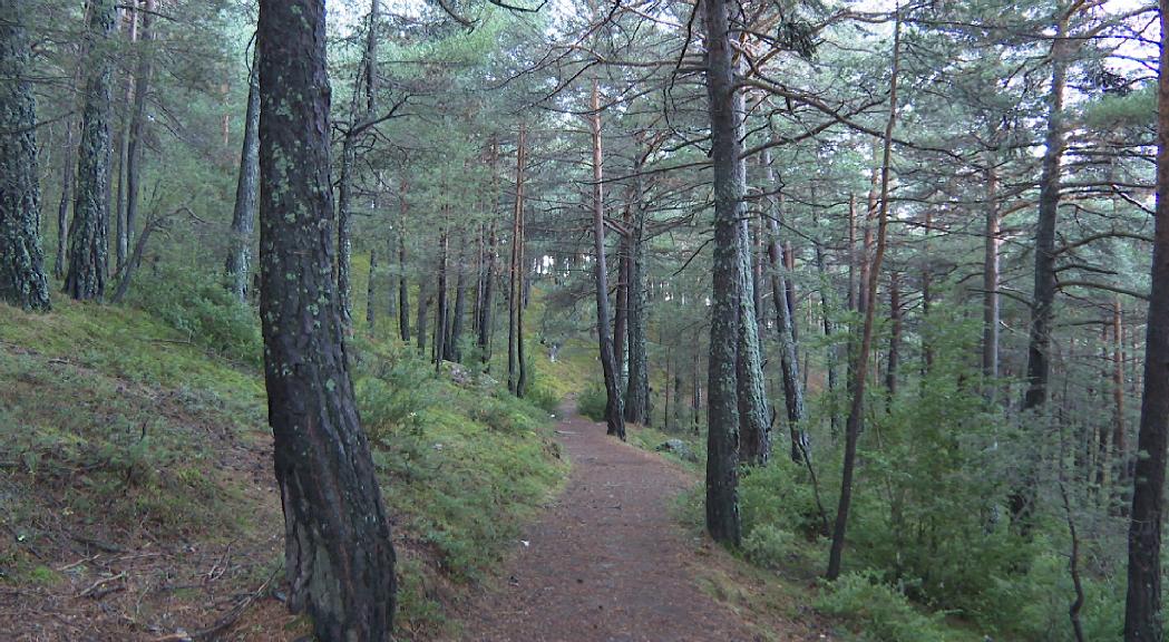 Comissió de treball comunal per controlar la massa forestal