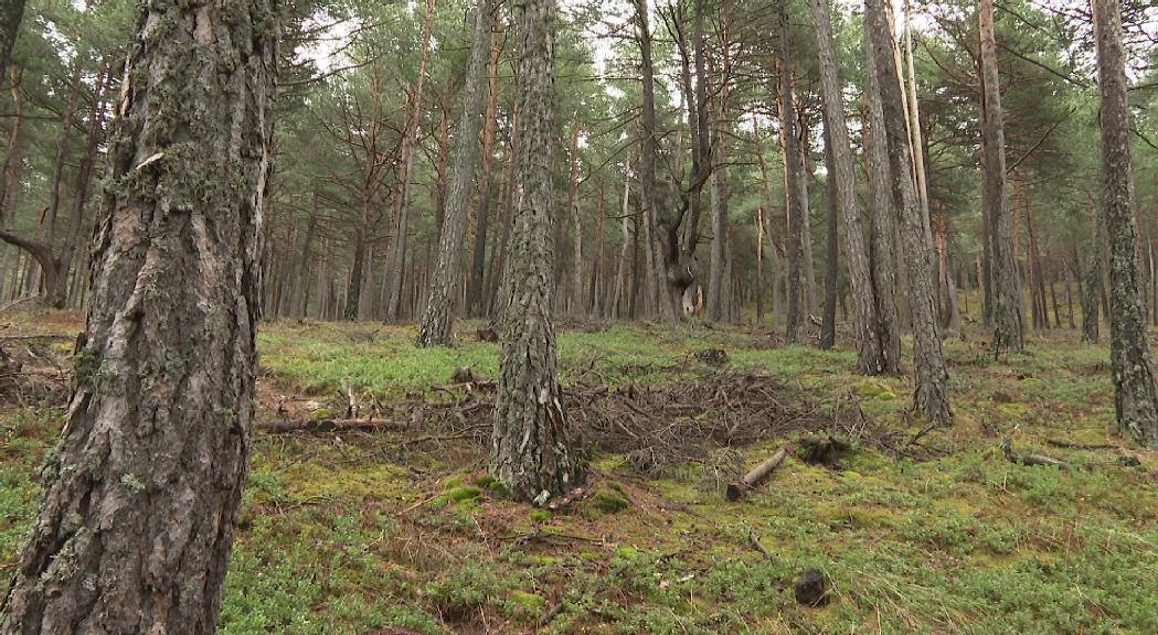 Els comuns aposten per millorar la gestió forestal i ampliar les zones de neteja per reduir el perill d'incendis