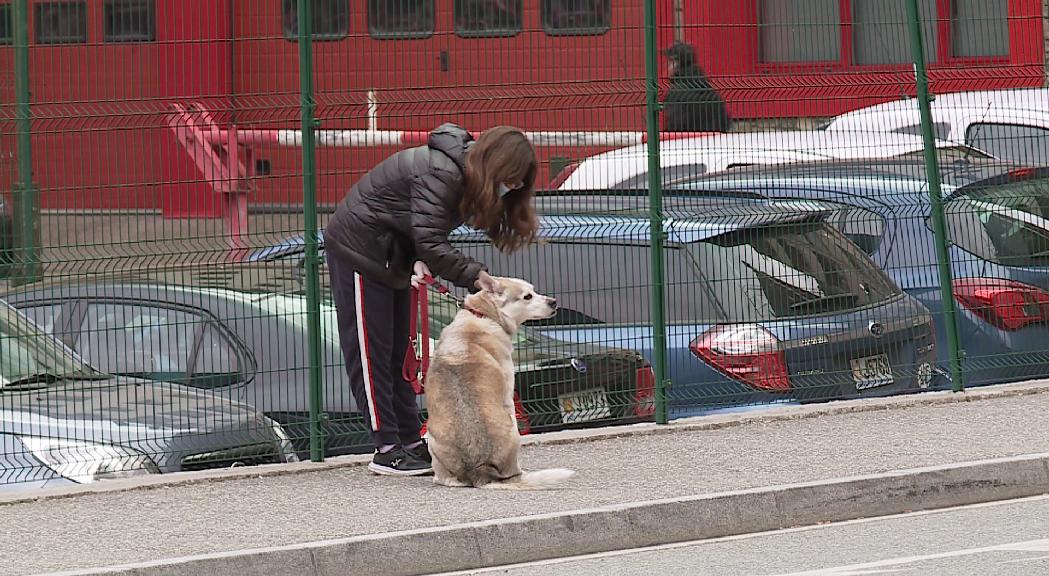 Els comuns recapten prop de 85.000 euros amb la taxa canina