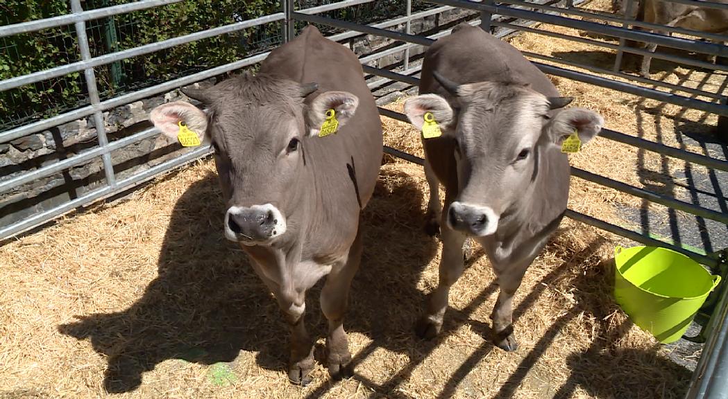 Concurs d'allioli i subhasta de vaques, novetats de la Fira del Bestiar d'Ordino