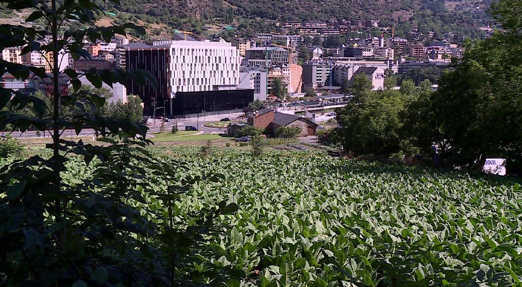 Andorra Recerca i Innovació i l'IRTA signen un conveni per estudiar les oportunitats de cultivar cànnabis per a usos medicinals al país