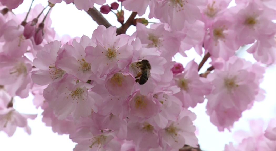 El confinament ha donat un respir a la natura, aconseguint un augment de tranquil·litat que facilita la reproducció de les espècies 