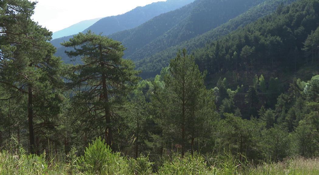 Estiu tranquil amb una sola intervenció per incendi forestal