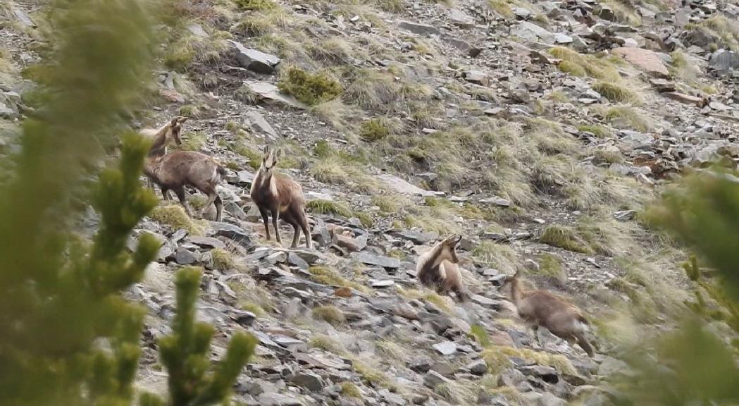 Finalitza la setmana de la caça de l'isard sense exhaurir les 200 captures permeses