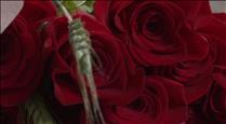 Les floristeries s'omplen de vermell per Sant Jordi